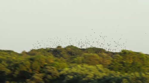 A flock of migratory birds flying in the sky