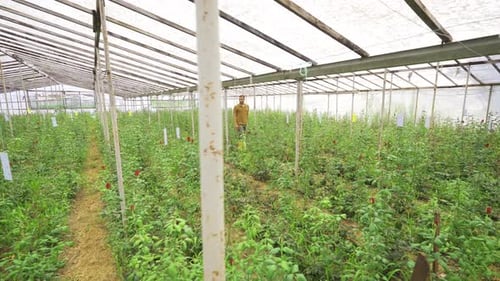 Man Walking Through Greenhouse of Growing Plants