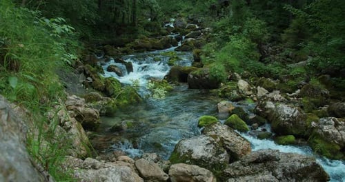 Fast flowing mountain stream in pine tree forest. Picturesque landscape. Calm relaxing and pleasant