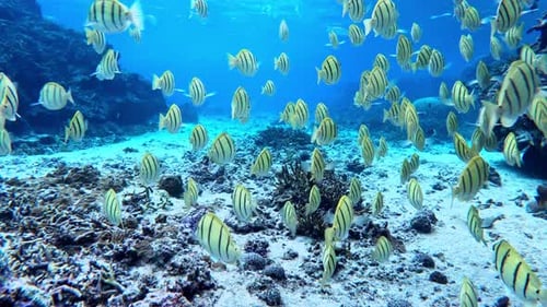 Große Gruppe tropischer Rifffische, die in kristallklarem Wasser schwimmen — Unterwasser, Rückansicht