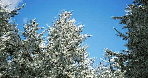 Schneebedeckte immergrüne Bäume unter einem klaren blauen Himmel im Winter