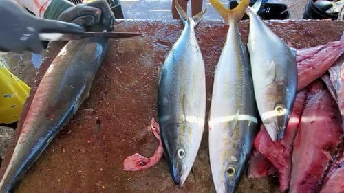 Man hands clean and cut fresh Rainbow Runner fishes on caribbean fish market table
