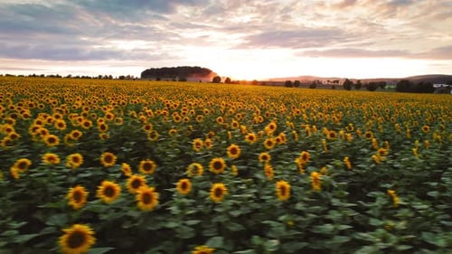 Vibrant field of blooming sunflowers stretches into the horizon under a glowing sunset sky, with sof