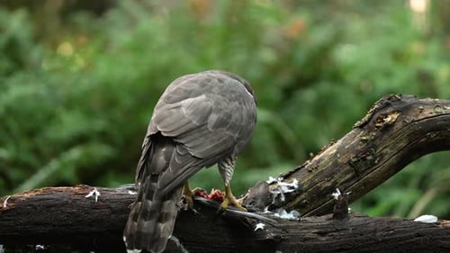 Aggressive Hawk perched on wood eating fresh prey,close up - biting and tearing in forest