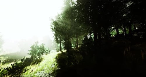 Sunlight Filters Through Trees in a Serene Forest Landscape at Dawn