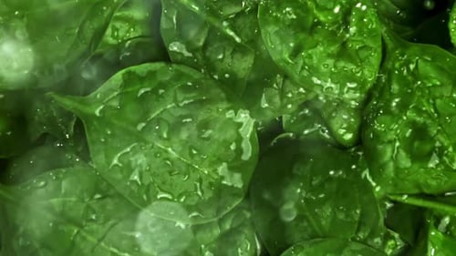 Water Droplets Fall on Spinach Leaves Filmed on a Highspeed Camera at 1000 Fps