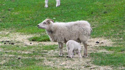 Newborns Cute Small Icelandic Lambs Herd Of Sheeps On The Pasture Between Mountains And Hills Nice