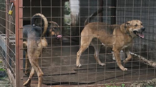 Dogs Waggling Tails Inside a Kennel