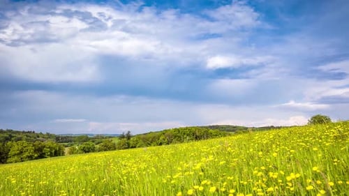 Meadow with Green Grass and Dandelions in a Hilly Valley Under a Cloudy Sky