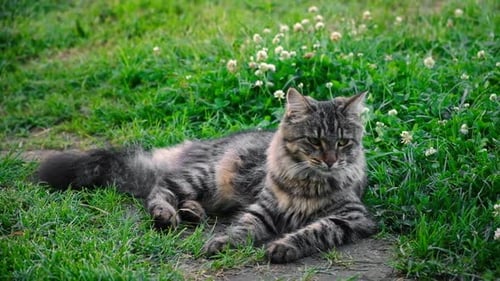 Gatinho engraçado andando ao ar livre na grama verde