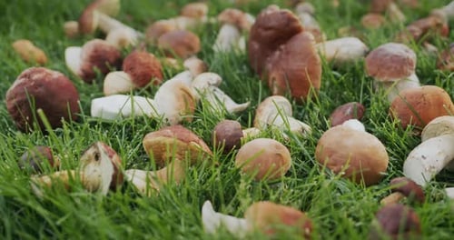 Champignons cèpes fraîchement cueillis sur herbe verte Slider Shot