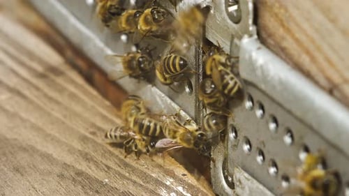 Slow Motion of Swarms of Bees are Flying Insects Carry Pollen for Honey Work in Hive Close Up