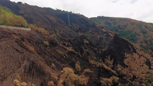 Trees Burned By the Vast Fire That Hit the Mountain