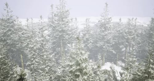 Winter Wonderland with Snow Covered Trees in a Foggy Forest Landscape