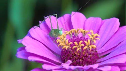 Grasshopper on Pink and Yellow Flower Close Up