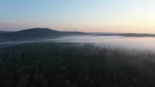 Misty Forest Awakening at Sunrise