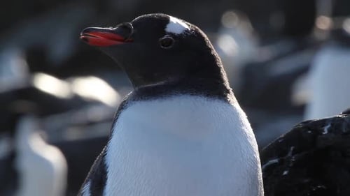 Close Up of Penguin in Antarctic Setting