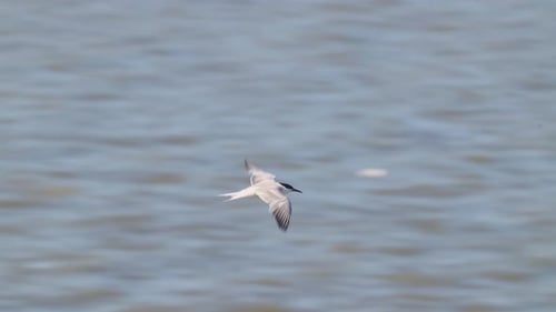 Gull-billed Tern Flying Over The Sea. - tracking shot
