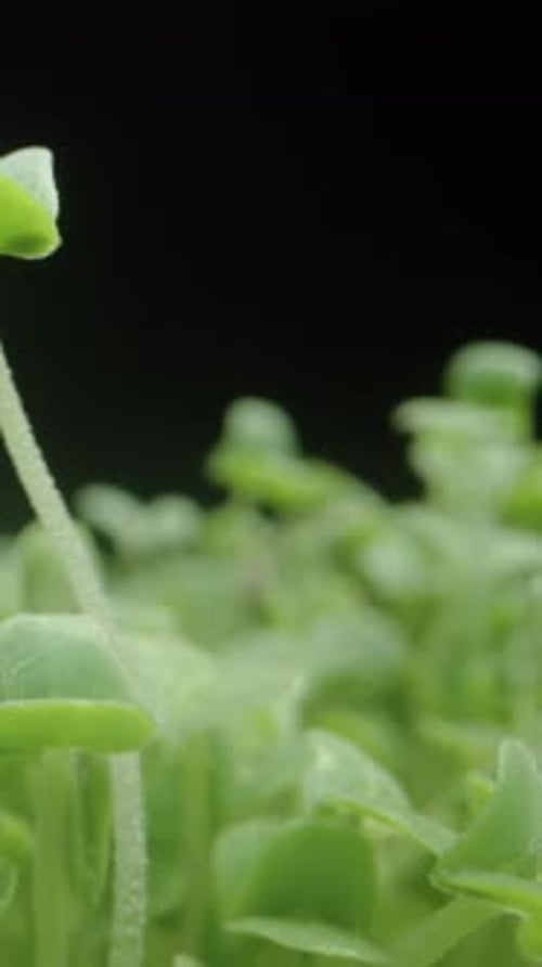 Vertical video. Sprouted Chia Seeds, Small Green Sprouts on a Black Background. Dolly slider macro.