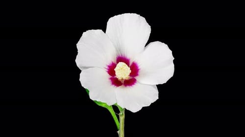White Hibiscus Flower Blossoming in Time-Lapse