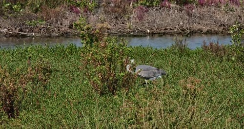 Graureiher Ardea cinerea, Th, bewegt sich nach links und geht an einem sonnigen Tag durch dichtes Gras