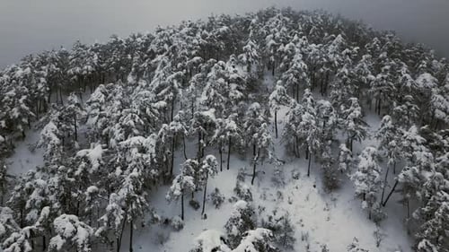 Snowy Mountain Forest Aerial View in Winter