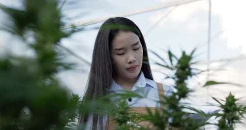 Young woman checking for research on green leaves of cannabis