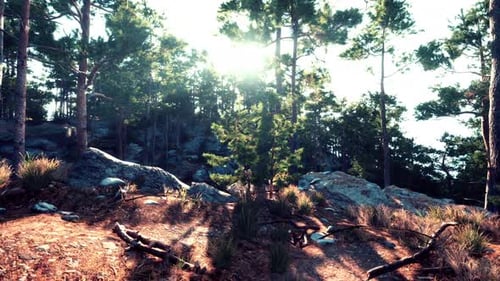 Sunlight Filtering Through Trees in a Serene Forest During Late Afternoon