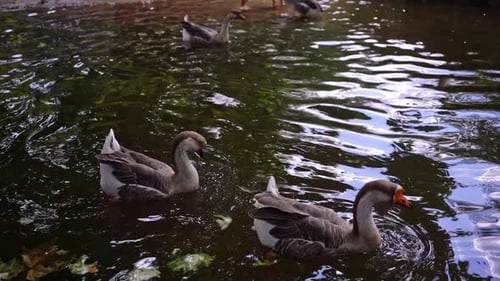 Geese gracefully swim and eat lettuce in a pond