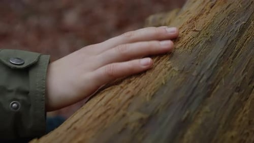 weibliche Hand streichelt über Baumstamm ohne Rinde, Nahaufnahme