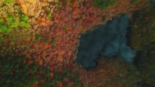 Vertical Autumn Forest