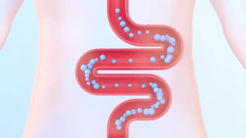 Human Intestine Digestion Process 3D Animation
