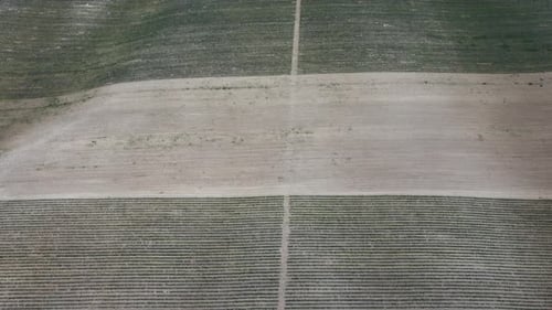 Aerial Lavender Fields Endless Rows of Blooming Lavender Fields on Summer Sunset Time Lavender Oil