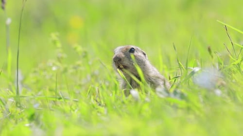 Das kaukasische Gebirgshörnchen oder Elbrus-Ziesel (Spermophilus musicus) ist ein Nagetier von