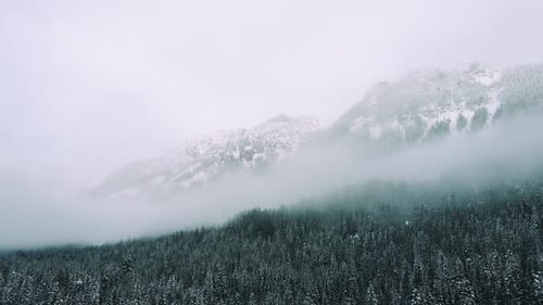 Drone Flying Over Snowy Evergreen Trees With Mountain Background In Hazy Fog Clouds