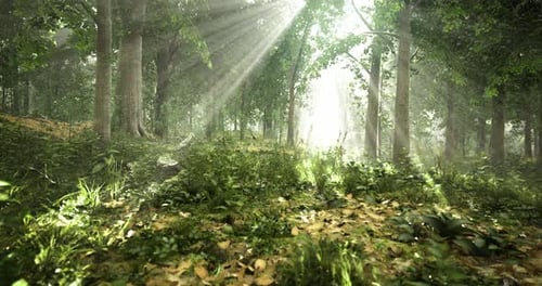 Sunlight Streaming Through Trees in a Lush Forest During Early Morning