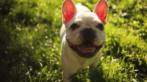 Portrait White French Bulldog Stand Look at Camera in Field Sunset Dog Happiness Pet Animal