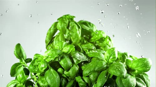 Fresh Green Basil Sprinkled with Water