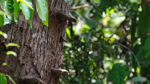 Pica-pau preto e amarelo, Meiglyptes jugularis, Parque Nacional Khao Yai, Tailândia; visto estendendo-o