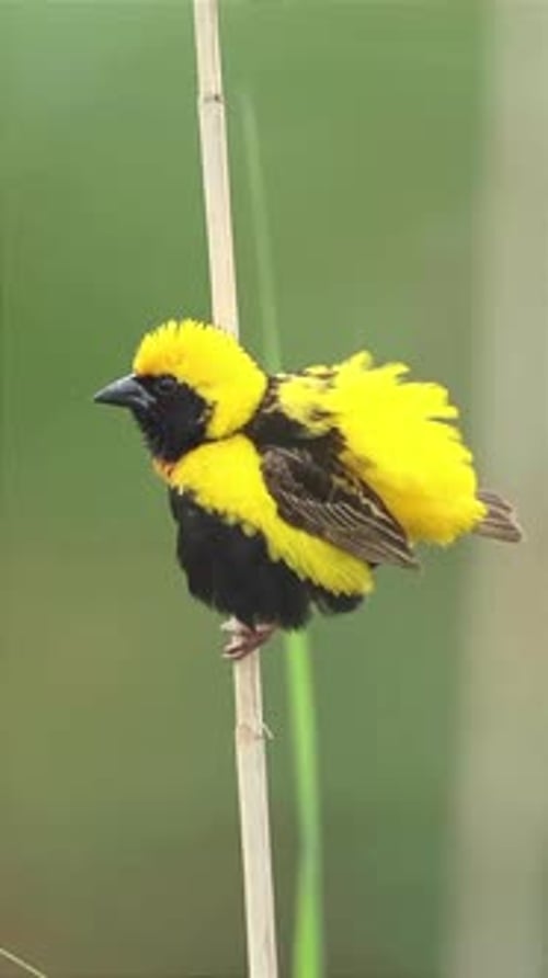 close-up of a yellow-crowned bishop perched on a log