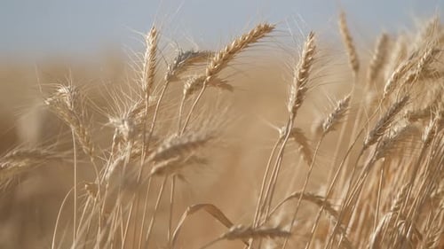 Golden Wheat Field Swaying Gently in the Breeze