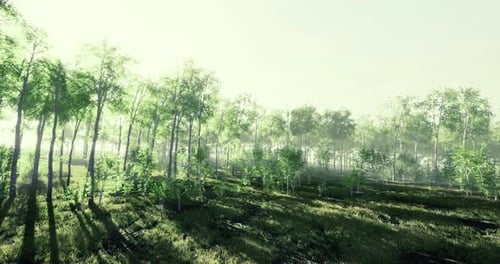 Lush Green Forest Landscape at Dawn with Sunlight Filtering Through Trees