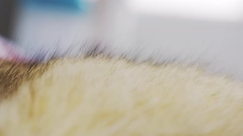 Close-up of cat fur with hairs standing on end. Sharp focus on a feline