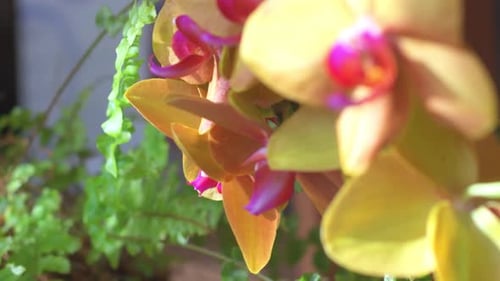 House plant growing in a pot.