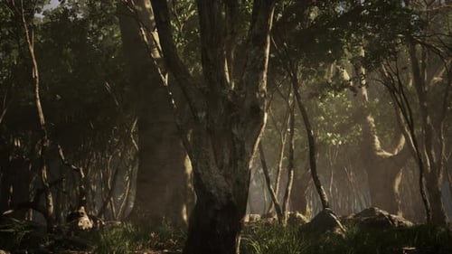 Dark Forest with Fog in Background