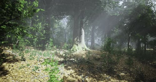 Misty Forest Clearing with Sunlight Filtering Through Tall Trees