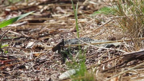 Insect Walking Through Forest on Ground