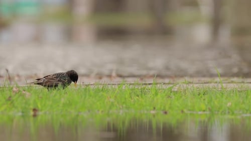 Wild Forest Bird Common Starling Looking for Worms In Spring Day Wildlife Birds are Feeding