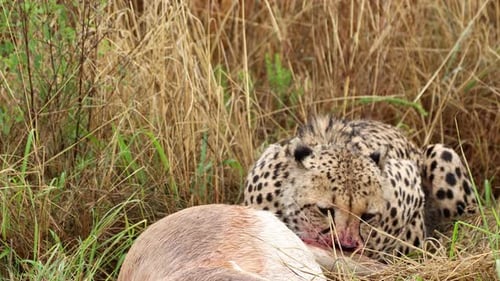 Blutige Schnauze eines Geparden, der sich von frischen Antilopen ernährt, tötet im hohen Gras