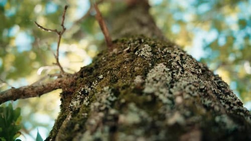 Roble, árbol majestuoso con movimiento de muñecos en el parque nacional